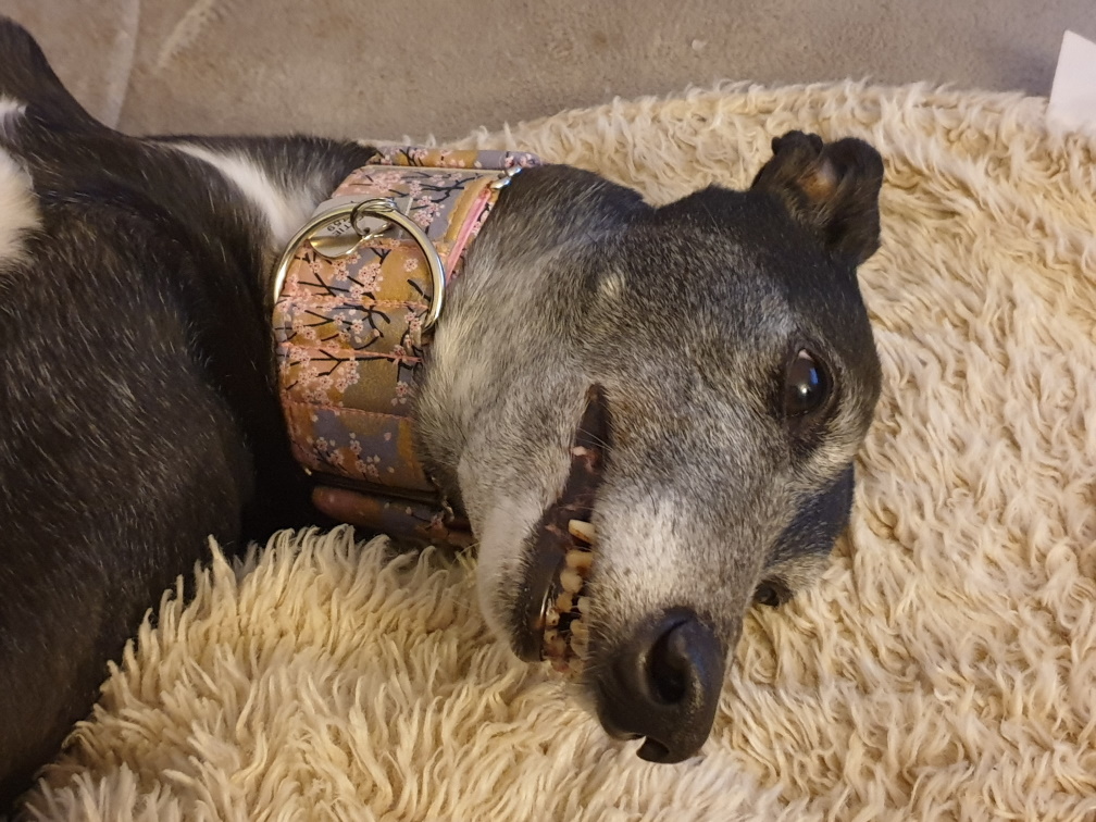 DogAteMyHomework